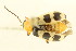  ( - 09BBCOL-1373)  @13 [ ] CreativeCommons - Attribution (2010) CBG Photography Group Centre for Biodiversity Genomics