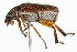  (Dichelonyx linearis - 09BBCOL-1371)  @14 [ ] CreativeCommons - Attribution (2010) CBG Photography Group Centre for Biodiversity Genomics