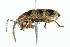  ( - 09BBCOL-1372)  @13 [ ] CreativeCommons - Attribution (2010) CBG Photography Group Centre for Biodiversity Genomics