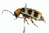  ( - 09BBCOL-1373)  @13 [ ] CreativeCommons - Attribution (2010) CBG Photography Group Centre for Biodiversity Genomics