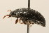  (Platydema excavata - 09BBCOL-1072)  @14 [ ] CreativeCommons - Attribution (2009) Unspecified Centre for Biodiversity Genomics