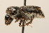  (Dendrobiella - 09BBCOL-1084)  @14 [ ] CreativeCommons - Attribution (2009) Unspecified Centre for Biodiversity Genomics