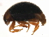  ( - 10BBCOL-0271)  @12 [ ] CreativeCommons - Attribution (2010) CBG Photography Group Centre for Biodiversity Genomics