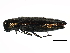  (Agrilus celti - 10BBCOL-0054)  @15 [ ] CreativeCommons - Attribution (2010) CBG Photography Group Centre for Biodiversity Genomics