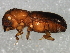  ( - 10BBCOL-0490)  @13 [ ] CreativeCommons - Attribution (2010) CBG Photography Group Centre for Biodiversity Genomics