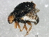  ( - 10BBCOL-0491)  @12 [ ] CreativeCommons - Attribution (2010) CBG Photography Group Centre for Biodiversity Genomics