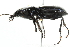  ( - 10BBCOL-0527)  @14 [ ] CreativeCommons - Attribution (2010) CBG Photography Group Centre for Biodiversity Genomics