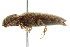  ( - 10BBCOL-0593)  @14 [ ] CreativeCommons - Attribution (2010) CBG Photography Group Centre for Biodiversity Genomics