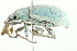  (Eustylini - 10BBCOL-0694)  @14 [ ] CreativeCommons - Attribution (2010) CBG Photography Group Centre for Biodiversity Genomics