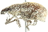  (Geonemini - 10BBCOL-0717)  @15 [ ] CreativeCommons - Attribution (2010) CBG Photography Group Centre for Biodiversity Genomics