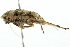  ( - 10BBCOL-0825)  @12 [ ] CreativeCommons - Attribution (2010) CBG Photography Group Centre for Biodiversity Genomics