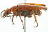  ( - 10BBCOL-0826)  @13 [ ] CreativeCommons - Attribution (2010) CBG Photography Group Centre for Biodiversity Genomics