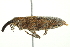  (Lixus mucidus - 10BBCOL-0911)  @12 [ ] CreativeCommons - Attribution (2010) CBG Photography Group Centre for Biodiversity Genomics