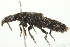  ( - 10BBCOL-0917)  @12 [ ] CreativeCommons - Attribution (2010) CBG Photography Group Centre for Biodiversity Genomics