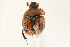  (Bolbocerosoma - 09BBCOL-0258)  @14 [ ] CreativeCommons - Attribution (2009) Unspecified Centre for Biodiversity Genomics
