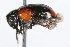  ( - 09BBCOL-0420)  @13 [ ] CreativeCommons - Attribution (2009) Unspecified Centre for Biodiversity Genomics