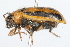  ( - 09BBCOL-0434)  @13 [ ] CreativeCommons - Attribution (2009) Unspecified Centre for Biodiversity Genomics