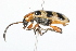  ( - 09BBCOL-0455)  @13 [ ] CreativeCommons - Attribution (2009) Unspecified Centre for Biodiversity Genomics