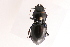  ( - 09BBCOL-0037)  @14 [ ] CreativeCommons - Attribution (2009) Unspecified Centre for Biodiversity Genomics