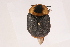  ( - 09BBCOL-0068)  @11 [ ] CreativeCommons - Attribution (2009) Unspecified Centre for Biodiversity Genomics