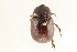  (Orizabus pyriformis - 09BBCOL-0483)  @14 [ ] CreativeCommons - Attribution (2009) Unspecified Centre for Biodiversity Genomics