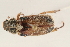  (Dichelonyx sulcata - 09BBCOL-0541)  @14 [ ] CreativeCommons - Attribution (2009) Unspecified Centre for Biodiversity Genomics