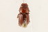  (Dellacasiellus kirni - 09BBCOL-0759)  @14 [ ] CreativeCommons - Attribution (2009) Unspecified Centre for Biodiversity Genomics