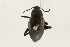 (Eleodes fusiformis - 09BBCOL-0869)  @14 [ ] CreativeCommons - Attribution (2009) Unspecified Centre for Biodiversity Genomics