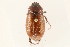  (Phyllophaga glabricula - 09BBCOL-0928)  @13 [ ] CreativeCommons - Attribution (2009) Unspecified Centre for Biodiversity Genomics