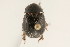  (Hybosoridae - 09BBCOL-0947)  @14 [ ] CreativeCommons - Attribution (2009) Unspecified Centre for Biodiversity Genomics