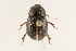  (Hybosoridae - 09BBCOL-0948)  @14 [ ] CreativeCommons - Attribution (2009) Unspecified Centre for Biodiversity Genomics