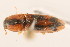  ( - 09BBCOL-0351)  @13 [ ] CreativeCommons - Attribution (2009) Unspecified Centre for Biodiversity Genomics