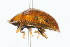  ( - 09BBCOL-0306)  @14 [ ] CreativeCommons - Attribution (2009) Unspecified Centre for Biodiversity Genomics