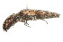  ( - 09BBCOL-0335)  @14 [ ] CreativeCommons - Attribution (2009) Unspecified Centre for Biodiversity Genomics