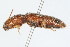  ( - 09BBCOL-0353)  @13 [ ] CreativeCommons - Attribution (2009) Unspecified Centre for Biodiversity Genomics