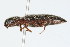  (Melanotus concisus - 09BBCOL-0358)  @14 [ ] CreativeCommons - Attribution (2009) Unspecified Centre for Biodiversity Genomics