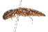 (Megapenthes angularis - 09BBCOL-0373)  @14 [ ] CreativeCommons - Attribution (2009) Unspecified Centre for Biodiversity Genomics