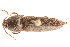  (Melanotus similis - 09BBCOL-0383)  @15 [ ] CreativeCommons - Attribution (2009) Unspecified Centre for Biodiversity Genomics