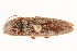  (Melanotus decumanus - 09BBCOL-0388)  @14 [ ] CreativeCommons - Attribution (2009) Unspecified Centre for Biodiversity Genomics