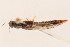  (Pinophilus - 09BBCOL-0475)  @13 [ ] CreativeCommons - Attribution (2009) Unspecified Centre for Biodiversity Genomics