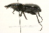  ( - 09BBCOL-0040)  @15 [ ] CreativeCommons - Attribution (2009) Unspecified Centre for Biodiversity Genomics