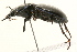  ( - 09BBCOL-0041)  @16 [ ] CreativeCommons - Attribution (2009) Unspecified Centre for Biodiversity Genomics