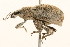  (Geonemini - 09BBCOL-0500)  @15 [ ] CreativeCommons - Attribution (2009) Unspecified Centre for Biodiversity Genomics