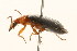  ( - 09BBCOL-0565)  @13 [ ] CreativeCommons - Attribution (2009) Unspecified Centre for Biodiversity Genomics
