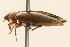  ( - 09BBCOL-0597)  @13 [ ] CreativeCommons - Attribution (2009) Unspecified Centre for Biodiversity Genomics