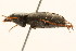  ( - 09BBCOL-0636)  @12 [ ] CreativeCommons - Attribution (2009) Unspecified Centre for Biodiversity Genomics