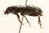  (Discoderus impotens - 09BBCOL-0649)  @14 [ ] CreativeCommons - Attribution (2009) Unspecified Centre for Biodiversity Genomics