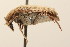  (Amblycerus robiniae - 09BBCOL-0846)  @14 [ ] CreativeCommons - Attribution (2009) Unspecified Centre for Biodiversity Genomics