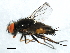  (Taxigramma hilarella - 09BBDIP-0562)  @14 [ ] CreativeCommons - Attribution (2009) Unspecified Centre for Biodiversity Genomics