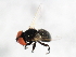  (Phasia punctigera - 09BBDIP-0744)  @13 [ ] CreativeCommons - Attribution (2009) Unspecified Centre for Biodiversity Genomics
